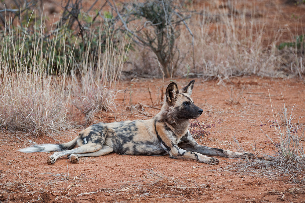 Madikwe Game Reserve African Wild Dog 1
